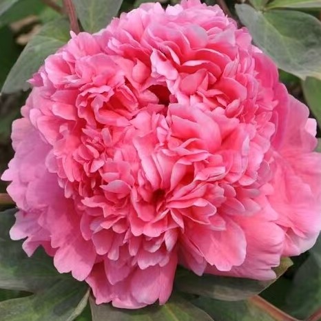 Пион древовидный Красный Гигант (в тубе)